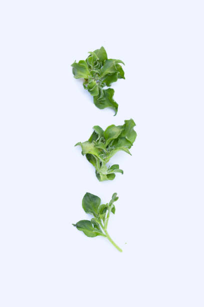 istock Crystal ice plant on white background. 1478881359