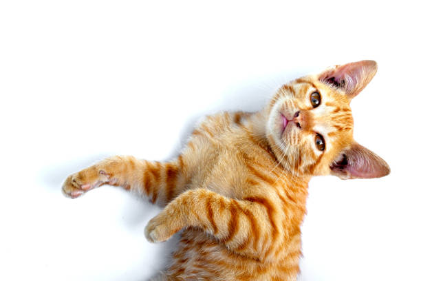 istock Little cat isolated white background. 1478883570