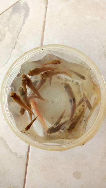 istock a group of small snakehead fish in a jar filled with water 1478883615