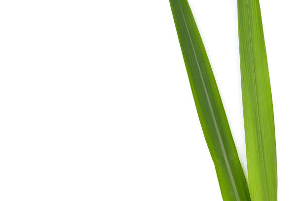 istock Sugar cane leaves on white background. 1478883671