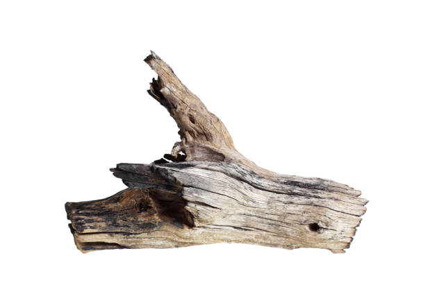 istock Wooden logs, timber texture isolated on white background 1478885145