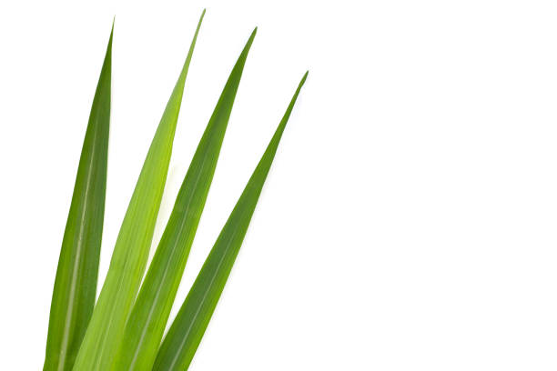 istock Sugar cane leaves on white background. 1478885959