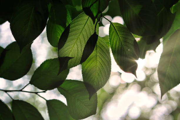 istock green leaves and light ball bokeh 1478887455
