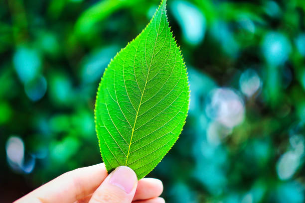 Man with fresh green leaves