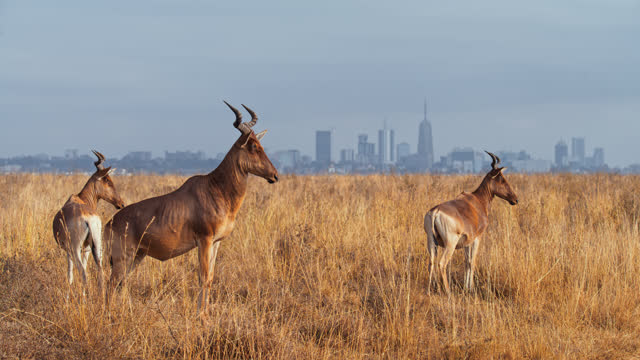 LS Hartebeestst in Nairobi National Park