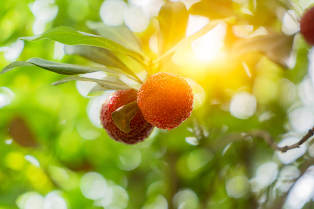 Madrona Tree, Backgrounds, Food, Freshness, Fruit