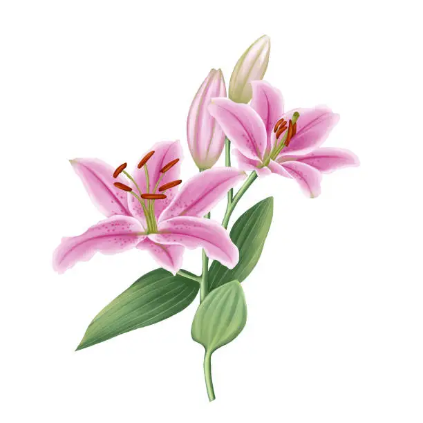 Vector illustration of Beautiful pink lily flower painting