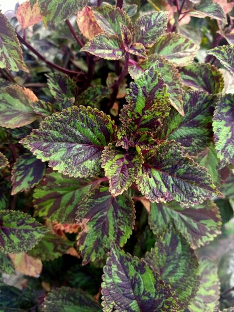 istock Close up view of painted nettle plant 1478889972
