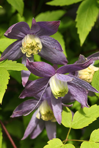 Clematis Alpina Close up image of flowers of the clematis alpina, 'Francis Rivers' clematis alpina stock pictures, royalty-free photos & images