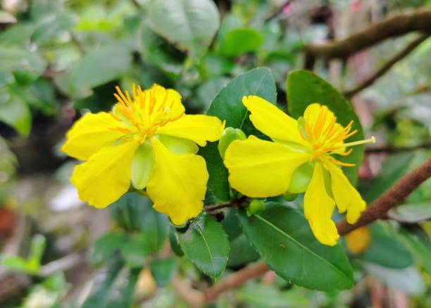 istock ochna serrulata flowers 1478891538