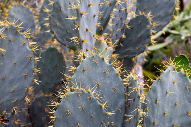 istock Opuntia elatior Mill. Red-flowered Prickly Pear 1478893274