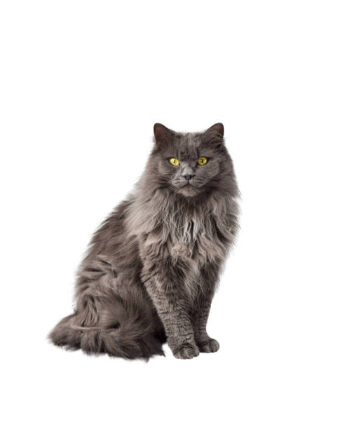 Portrait of fluffy longhair gray cat with yellow eyes isolated cutout Portrait of fluffy longhair gray Chantilly-Tiffany breed cat with yellow eyes isolated cutout on white background longhair cat stock pictures, royalty-free photos & images