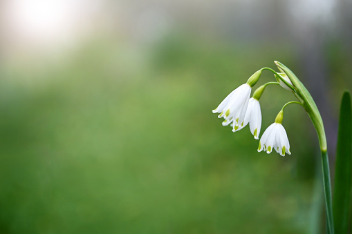 Snowdrops through snow