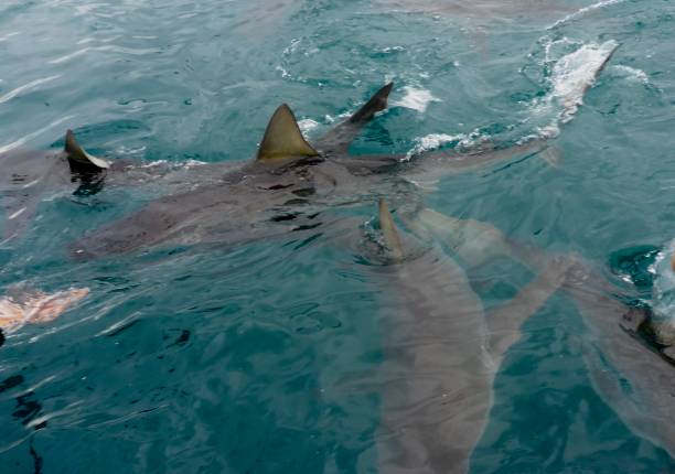istock Bronze whaler sharks 1478907291