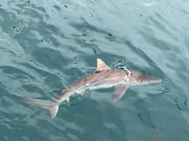 istock Bronze whaler sharks 1478907409