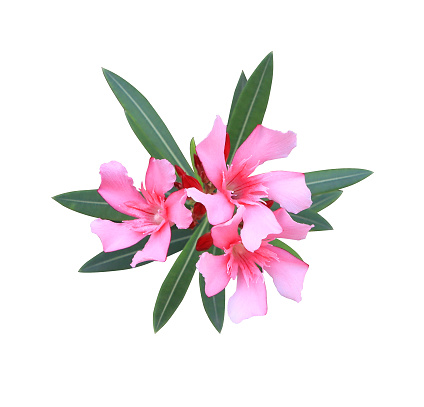 Oleander or Sweet Oleander or Rose Bay flowers. Close up pink flowers bouquet isolated on white background.