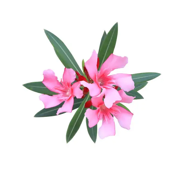 Photo of Pink Oleander flowers bouquet.