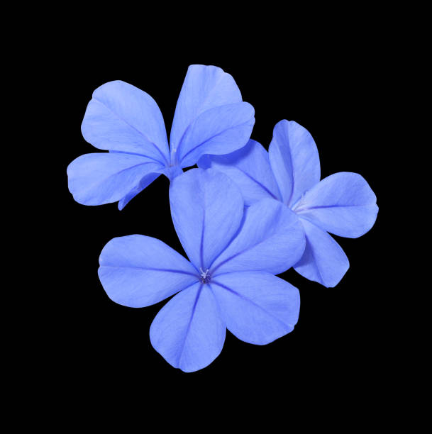 White plumbago or Cape leadwort flowers. Close up small blue flowers bouquet isolated on black background.