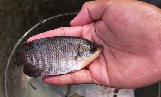 Measuring Giant gourami fish size with palm. Selective focus. Giant gourami fish (Ospheronemus Gouramy) is species of large gourami native to freshwater habitats in Southeast Asia.