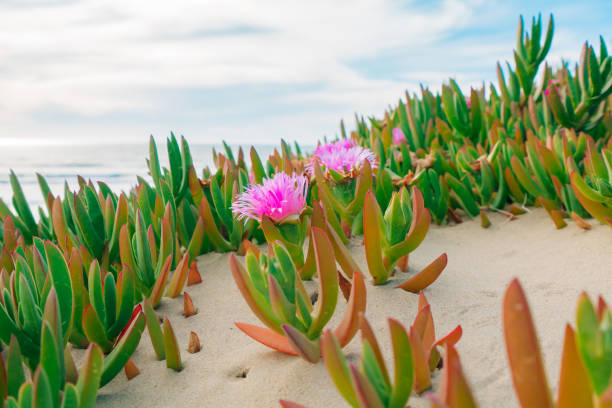 цветы морского инжира или ледяного растения, цветущие на пляже. песчаные дюны и местные растения, побережье калифорнии - sea fig стоковые фото и изображения