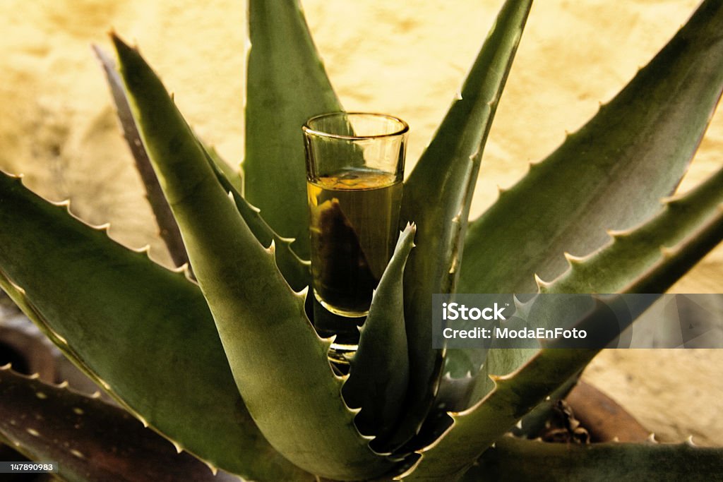 tequila shot of tequila Agave Plant Stock Photo