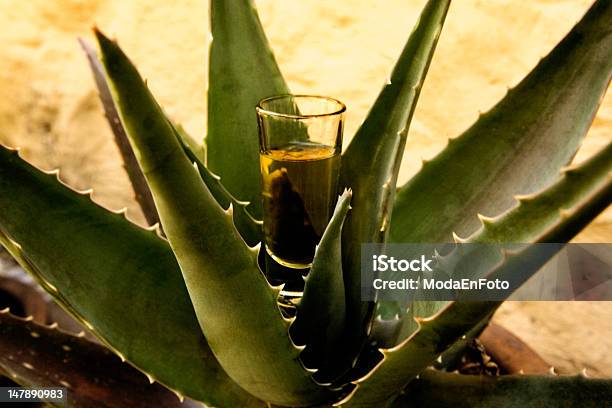 Tequila Stock Photo - Download Image Now - Agave Plant, Shot Glass, Tequila - Drink