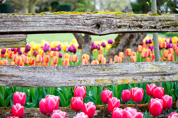istock Tulips and rustic wooden horizontal fence beam 147891113