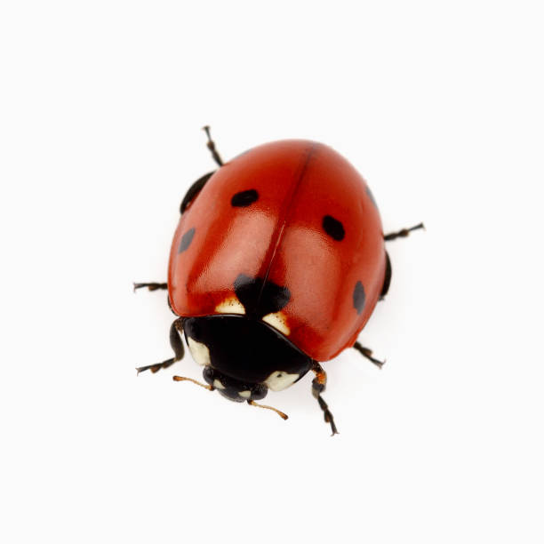 istock Beauty ladybug in closeup 147891325