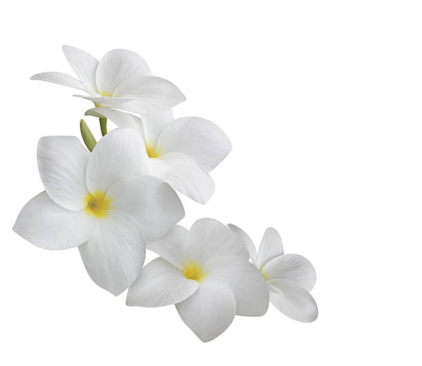 frangipani (plumeria) flowers isolated on white - bloemblaadje fotos stockfoto's en -beelden