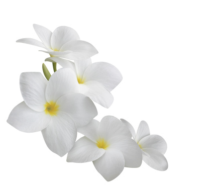 Frangipani (plumeria) tropical flowers isolated on white background