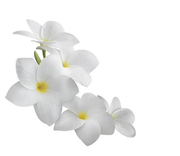 Photo of Frangipani (plumeria) flowers isolated on white