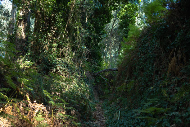 istock Walking Through the Lush Jungle: A Journey into Paradise 1478913358