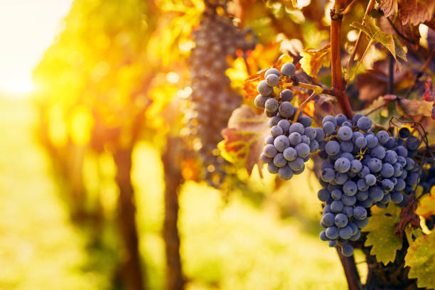 istock Vineyard with ripe grapes at sunset with space for text 1478913970