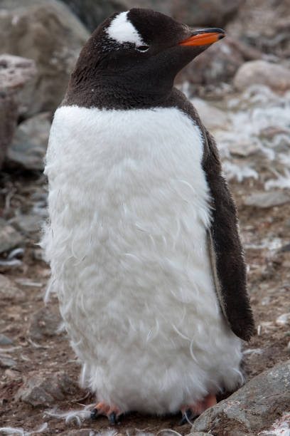 istock Baby Penguin Close Up 1478914091
