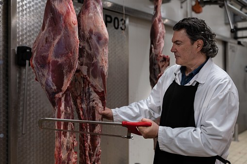 The butcher next to the hanging cut pieces of cattle, dismembers the meat, saws the bones,