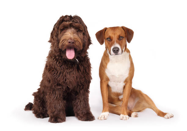happy dogs sitting and looking at camera. - the media imagens e fotografias de stock