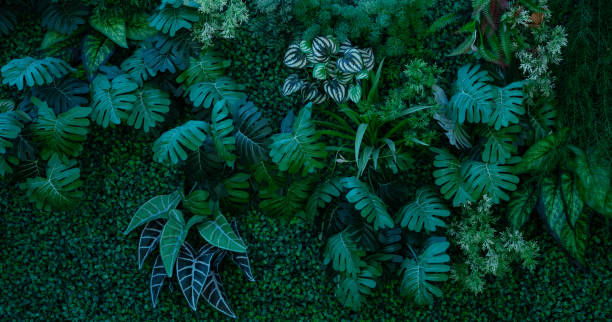 istock Group of dark green tropical leaves background. 1478921008