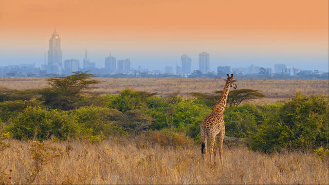 LS Giraffe grazing in Nairobi National Park at dusk