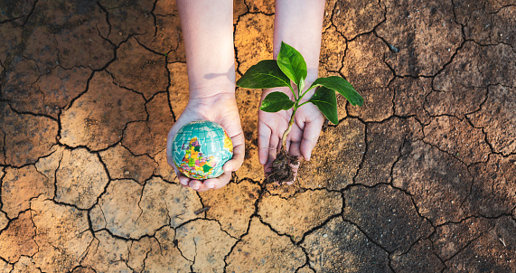 Earth Day or World Environment Day concept, tree and globe in human hand on cracked earth arid, and dehydrated. Saving the Environment and Global warming
