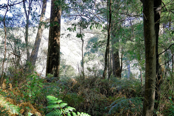 istock Bright,  Victoria,  Australia 1478924316