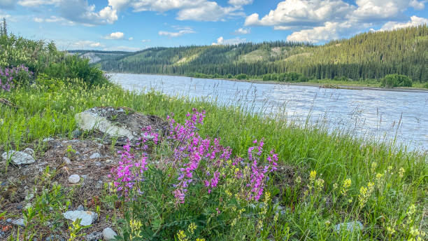 istock Spring Flowers Alongside the Copper River 1478924987