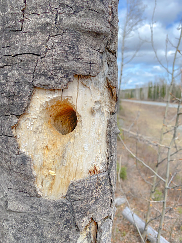 A woodpecker has created a hole in the tree.