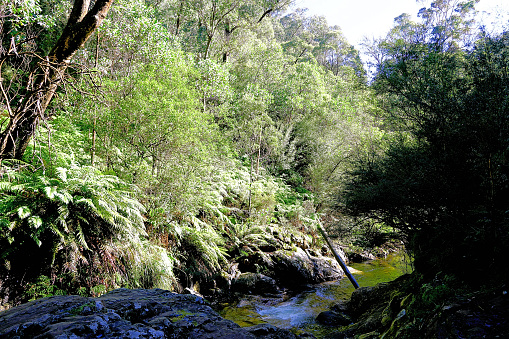 Scene from the Rollasons Falls walking track on Mount Buffalo in the High Country.