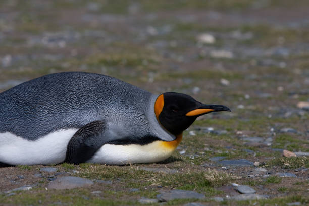 istock Penguin Laying on the Beach 1478933098
