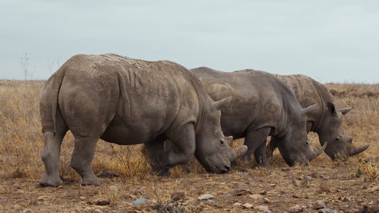 LS Rhinoceroses grazing through their natural habitat in Nairobi National Park