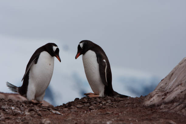 istock Couple of Penguins 1478935249