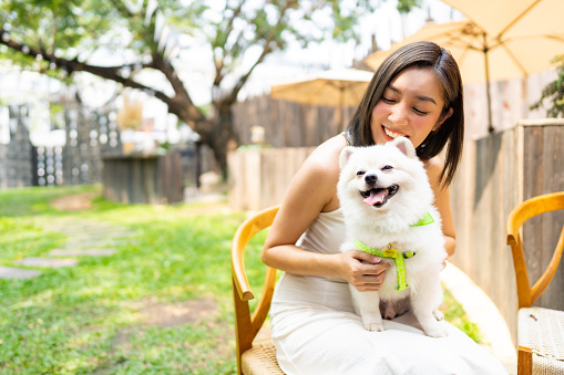 Asian woman playing with her Pomeranian dog at pets friendly dog park cafe. Domestic dog with owner enjoy urban outdoor lifestyle in the city on summer vacation. Pet Humanization or pet parents concept.