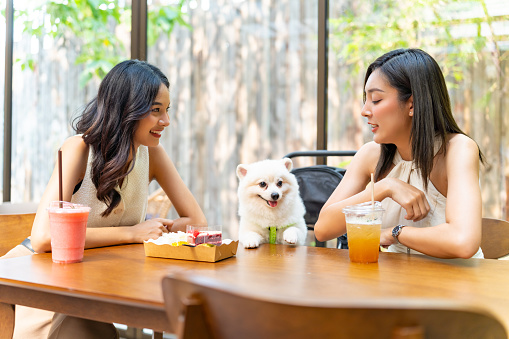 Asian woman friends enjoy and fun urban outdoor lifestyle playing with Pomeranian dog together during meeting party at pets friendly dog park cafe on summer vacation. Pets humanization or pet ownership community concept.