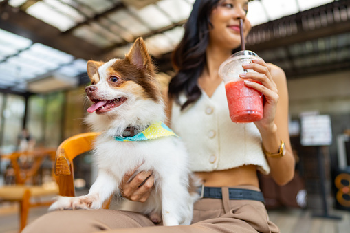 Young Asian woman playing with her chihuahua dog at pets friendly dog park cafe. Domestic dog with owner enjoy and fun urban outdoor lifestyle in the city on summer vacation. Pet Humanization or pet parents concept.