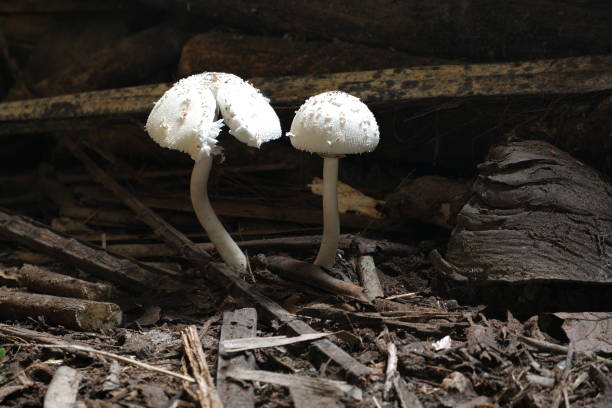 istock White wild mushroom grows from weathered wood 1478937298